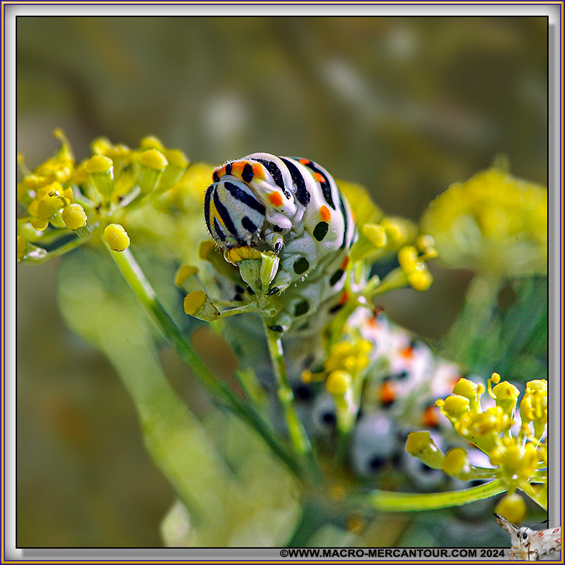 Chenille de Machaon